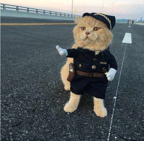 分享越南非常红网红猫Cho,它就是这么与众不同的猫星人？