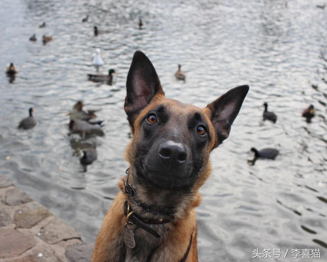 威武霸气警犬德牧,德牧vs马犬谁更适合当军警犬