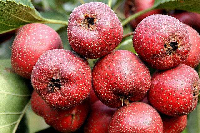 广西国家地理标志产品大全,广西地理标志农产品有哪些