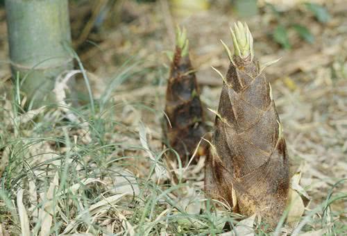 广西国家地理标志产品大全,广西地理标志农产品有哪些