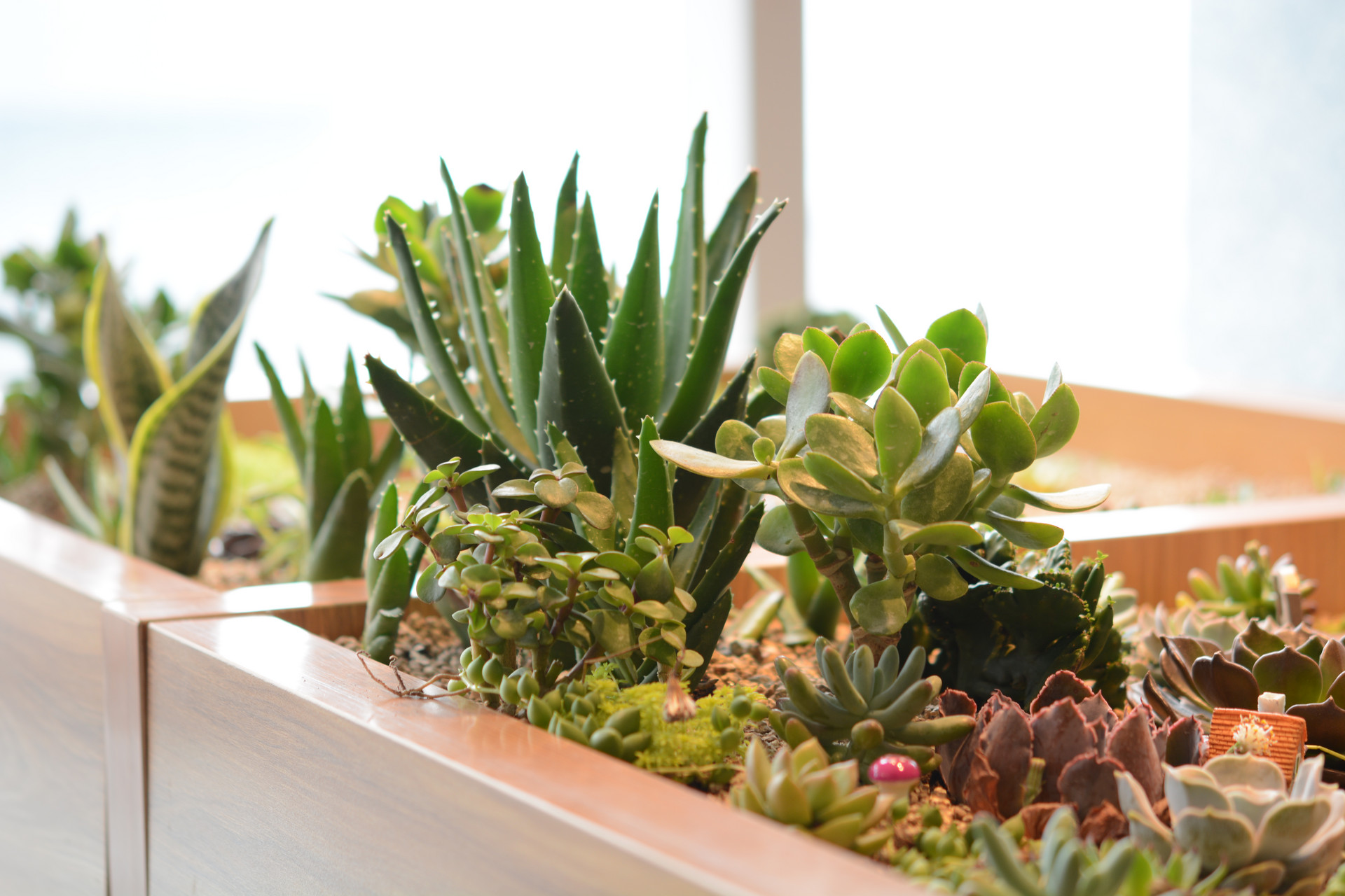 赫拉多肉叶片发软是否缺水,多肉叶片发软是怎么回事