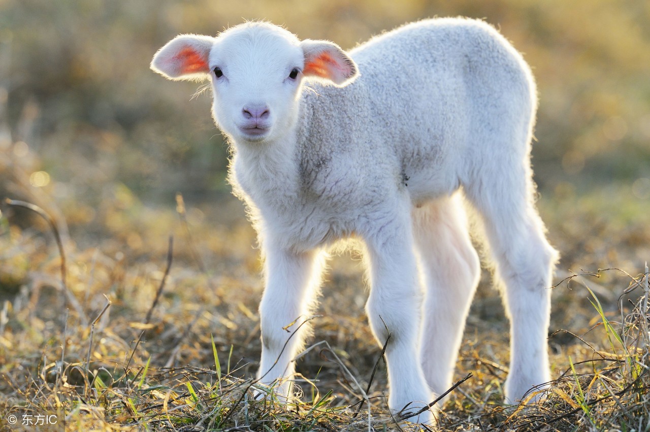 问：吃猪变猪，吃羊变羊，吃牛变牛，吃蔬菜为什么不会变蔬菜？