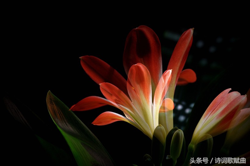 谁说毛*东泽**没写过抗日有关诗词，这几首难道不是？