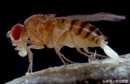 果蝇消灭小妙招家用,果蝇的消灭方法