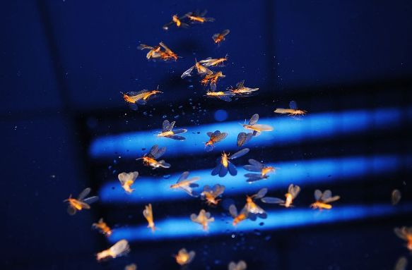 骞夸笢鏆撮洦鑲囧簡闃茬┖璀︽姤,鑲囧簡骞垮畞鏆撮洦琚嚮