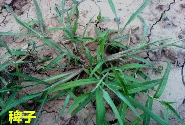 田间杂草及名称图片,草田杂草实图及名称