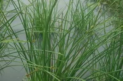 田间杂草及名称图片,草田杂草实图及名称