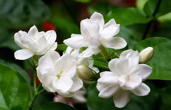 福建连江美丽乡村,福建连江文明县