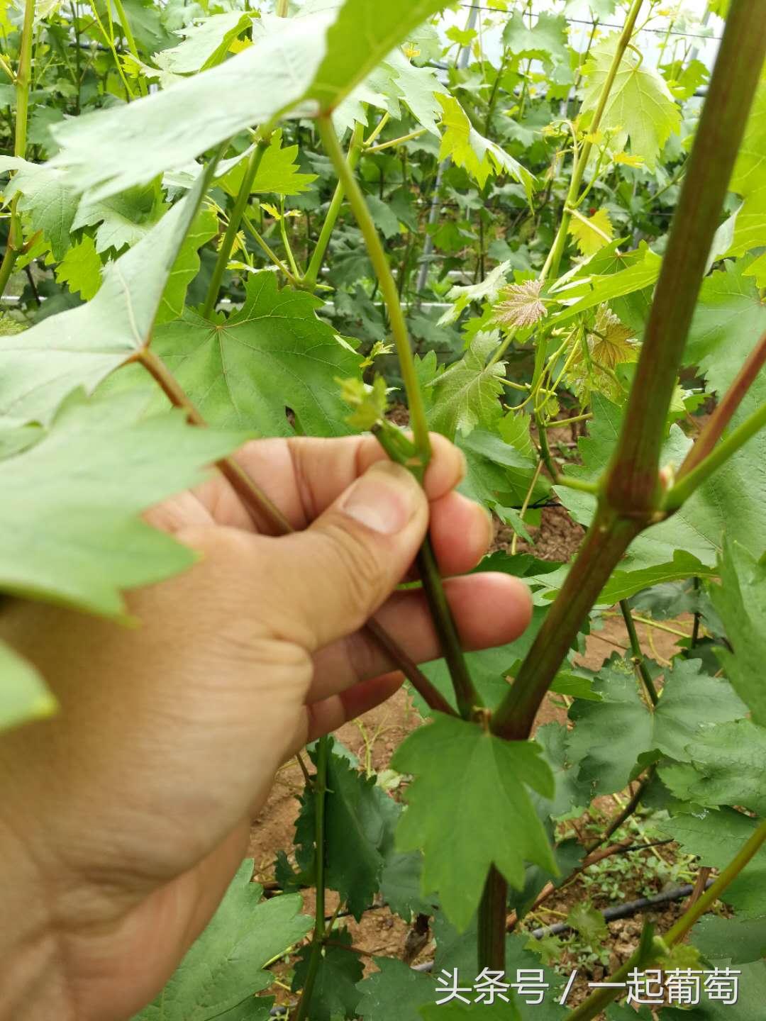 葡萄霜霉病的发生和防治,葡萄霜霉病严重发生怎么治疗