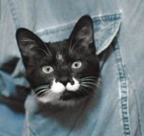 原来不只有相马经，还有《相猫经》，这些猫的名字你听说过吗