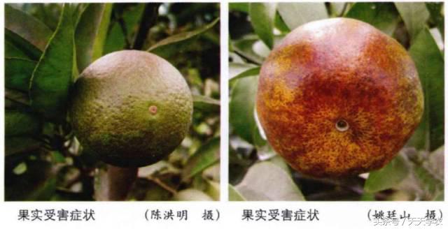 柑橘锈壁虱是螨虫红蜘蛛造成的吗,柑橘红蜘蛛爆发时期