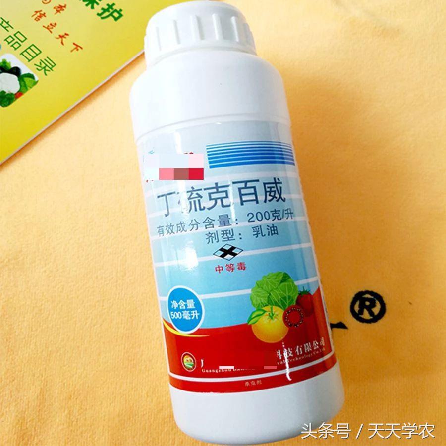 柑橘重点防治锈壁虱红蜘蛛,柑橘红蜘蛛与锈壁虱是螨类吗