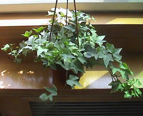 常春藤冬天干枯了还能救回来吗,常春藤怕冷还是怕热