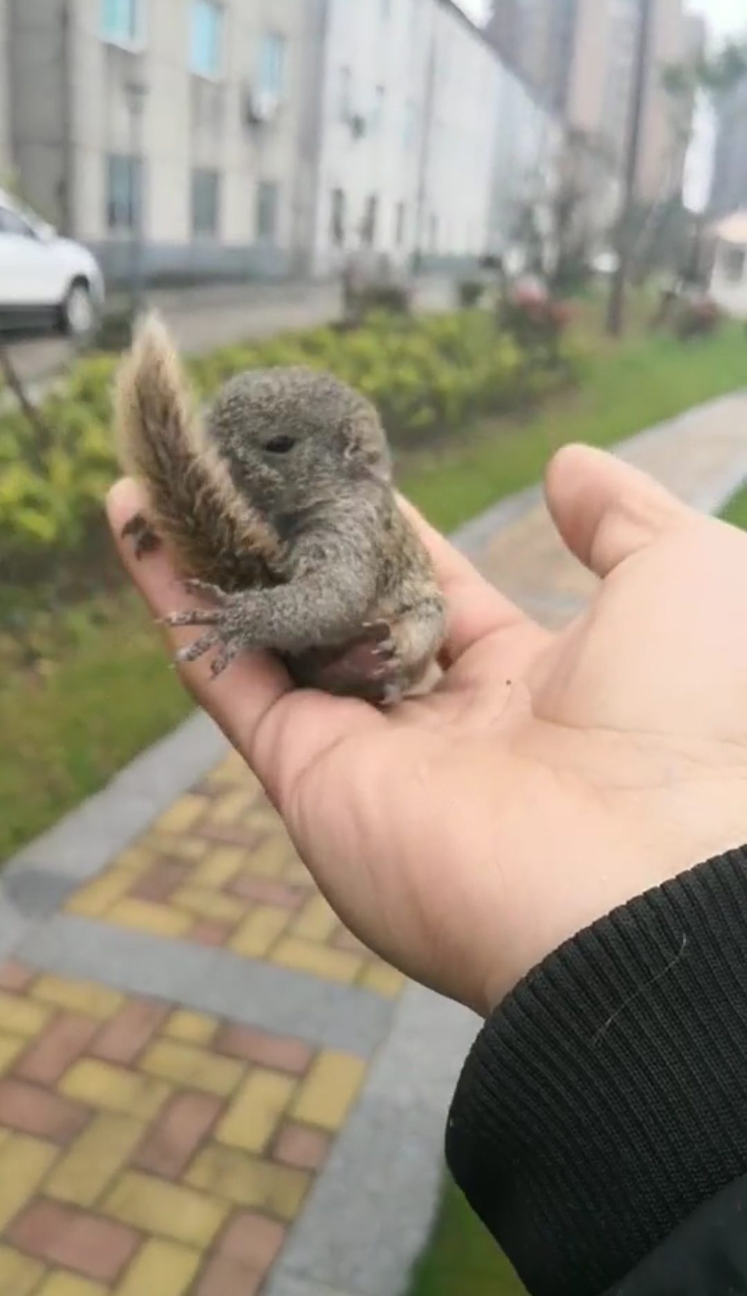 松鼠喂养正确方法,松鼠幼鼠喂什么