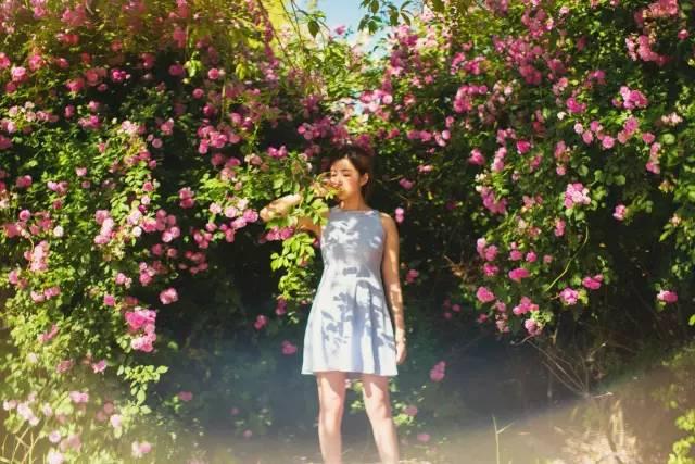 玫瑰月季和月季有区别吗,玫瑰月季如何区别品种图解