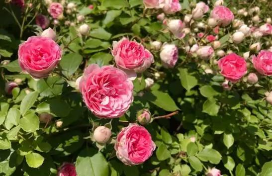 玫瑰月季和月季有区别吗,玫瑰月季如何区别品种图解