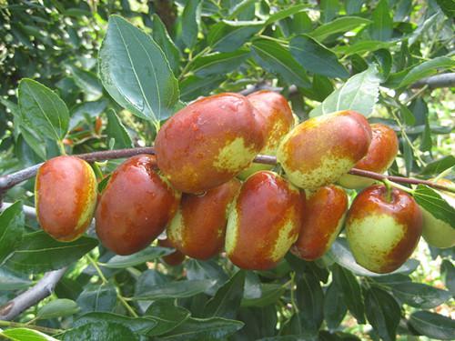 适合设施栽培的枣品种,适合大棚栽培的鲜食枣