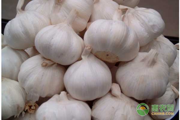 2018年5月11日大蒜价格行情:大蒜价格跌入低谷,后市行情如何?