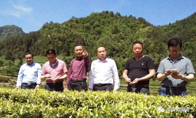 花*功香**夫红茶研究（二）