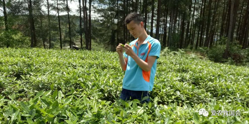 茶园里的害虫和益虫,茶园常见的两种害虫