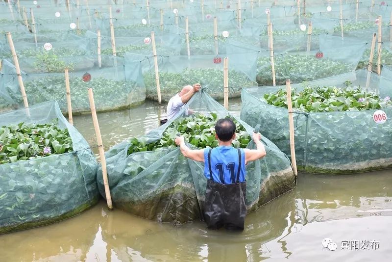 水产养殖大户带动村民致富,水产养殖基地增收