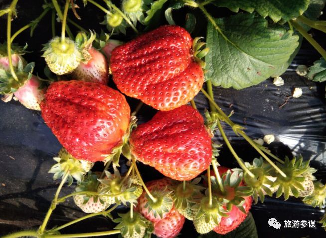 家有美景来欣赏何必外出看风景,家有美景何必远方