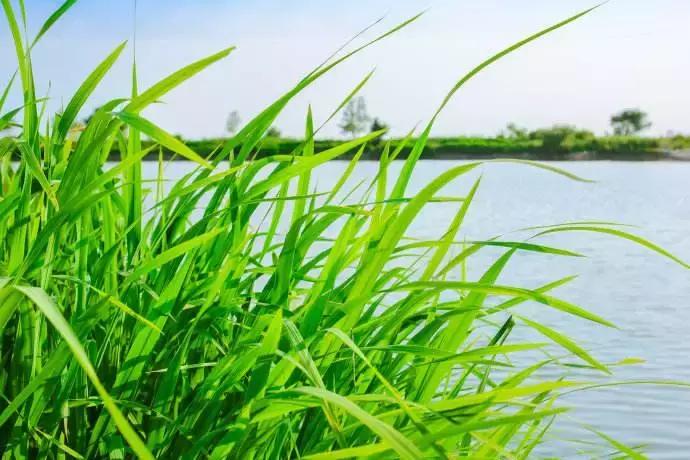 好吃的糙米饭推荐有味道,最好吃的糙米饭