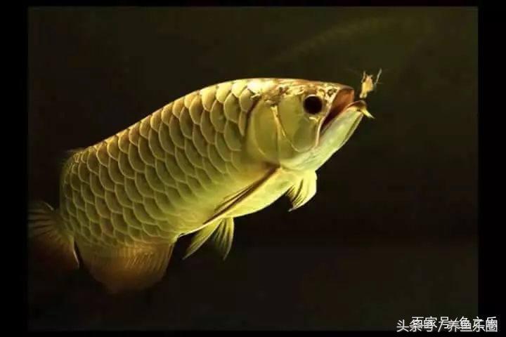 龙鱼养鱼技巧,龙鱼养殖攻略