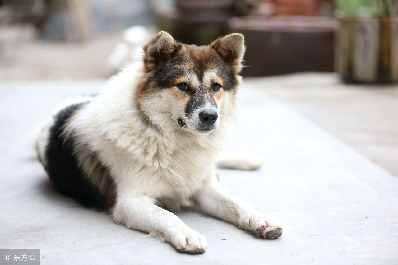 养鸡防黄鼠狼网围栏,林地养鸡防黄鼠狼方法
