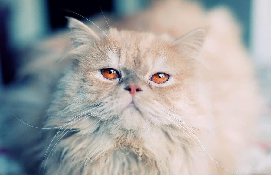 世界上顶级的十大宠物猫,世界上最贵的猫六个亿布偶猫