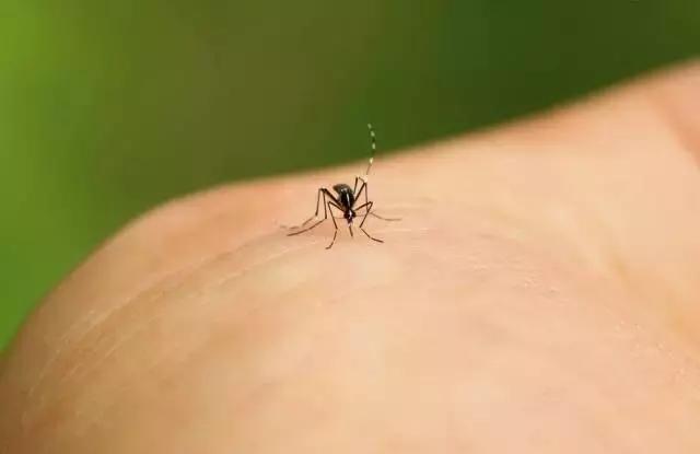 天气热如何灭蚊虫叮咬呢,天热驱蚊虫方法