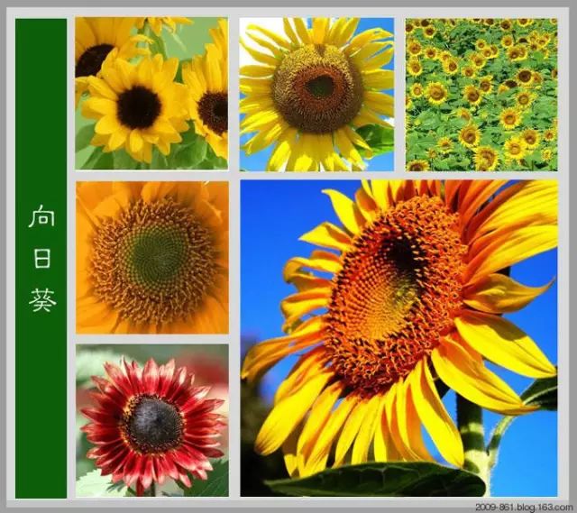 最全花品种,史上最简单的十种花