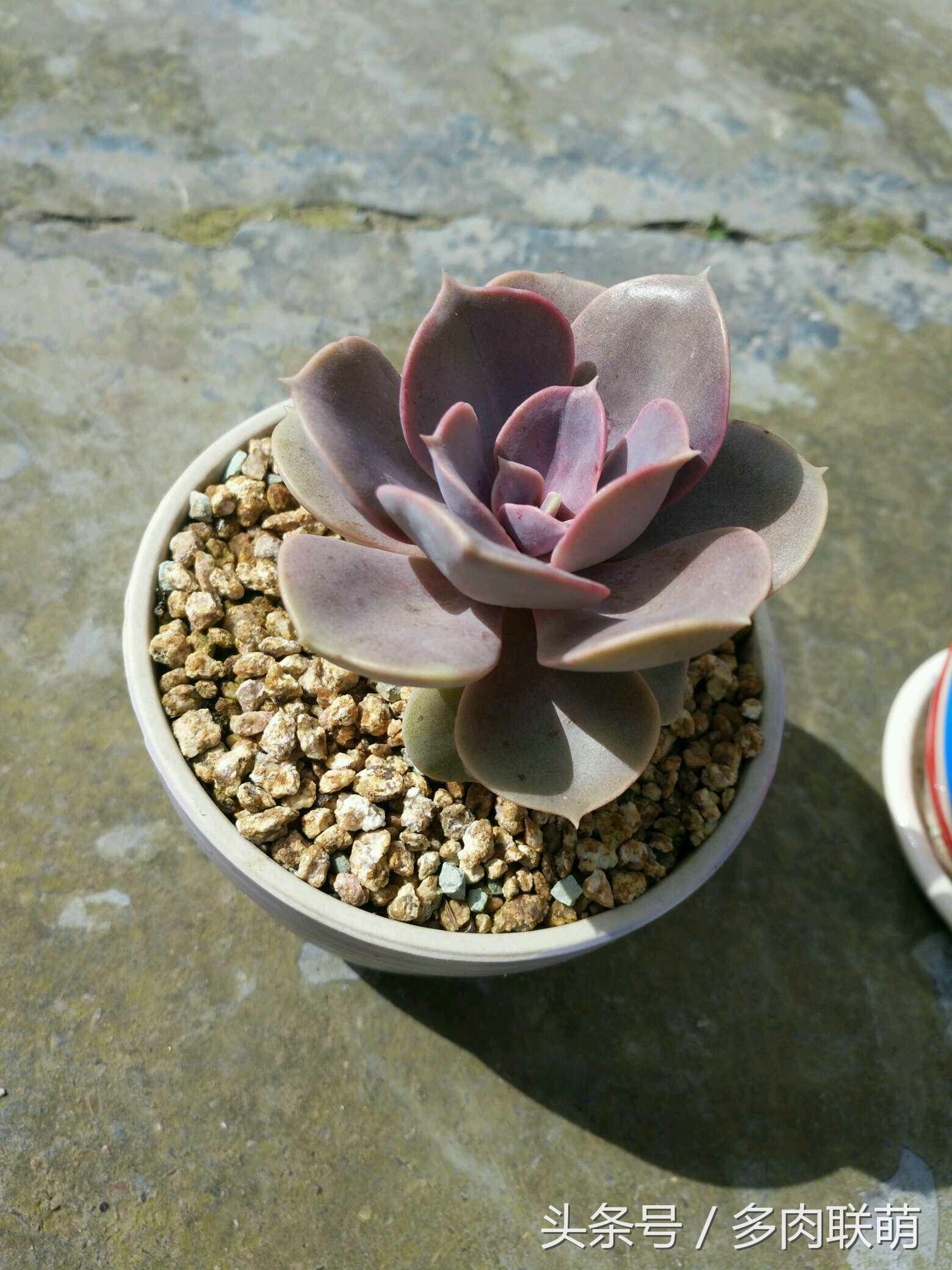 满园春色留不住下一句,满园春色留不住来自哪首古诗