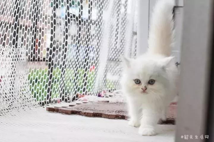 共享吸猫啦！藏身市区小巷内的这家撸猫馆，开门那刻，心就融化了