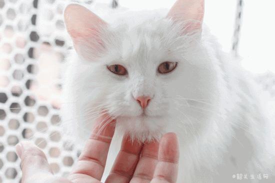 喂！妖妖灵吗？韶关这条巷子内有人聚众吸猫！已经有人沦陷了……