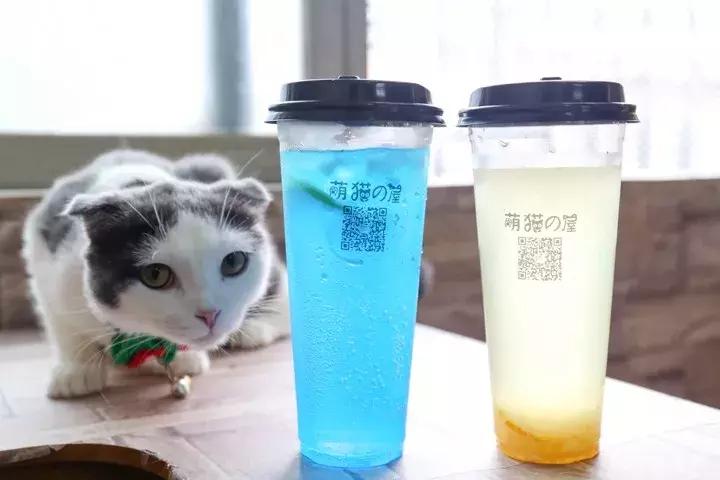 喂！妖妖灵吗？韶关这条巷子内有人聚众吸猫！已经有人沦陷了……