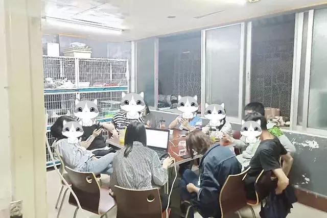 共享吸猫啦！藏身市区小巷内的这家撸猫馆，开门那刻，心就融化了