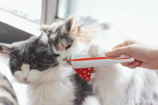 喂！妖妖灵吗？韶关这条巷子内有人聚众吸猫！已经有人沦陷了……