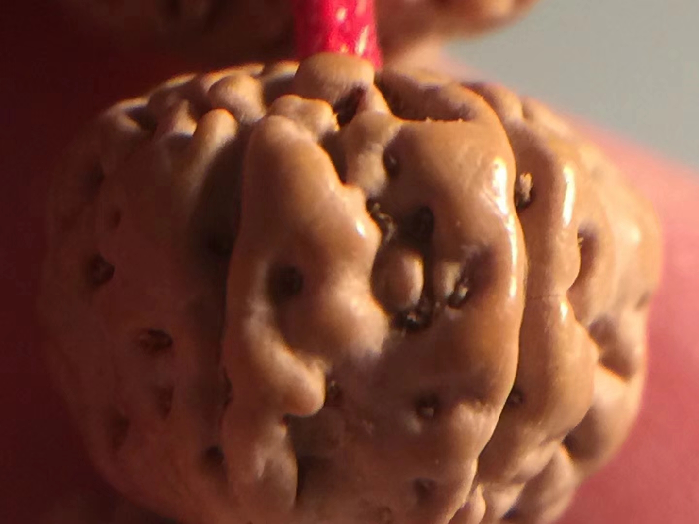 金刚菩提老树王108颗极品,6瓣蜂王金刚菩提