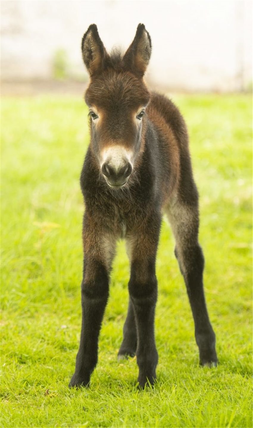 1米9小伙找了个袖珍女友,1米9小伙找了个袖珍女朋友