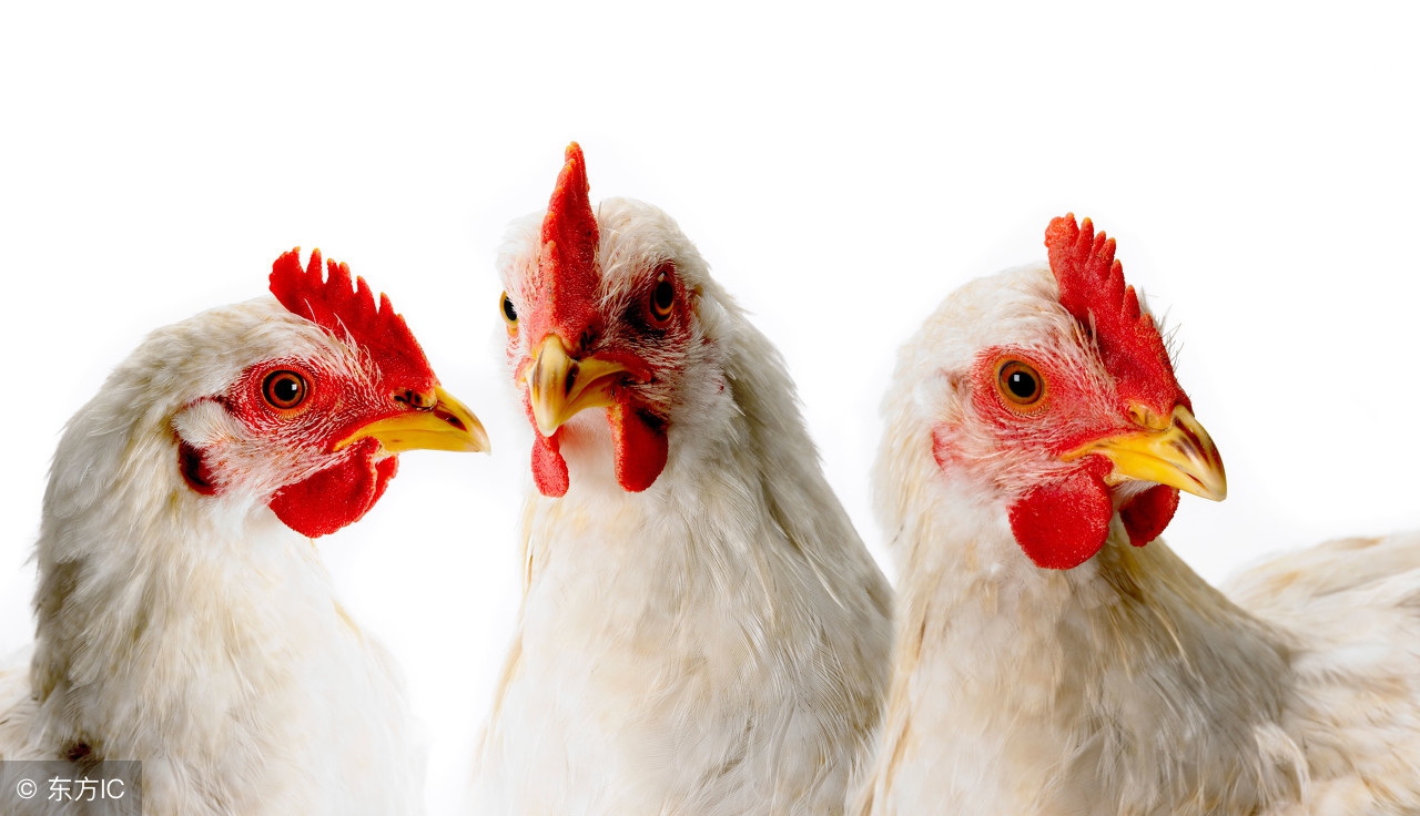 肉鸡养殖纯干货分享,毛肉鸡3.9元挣钱吗