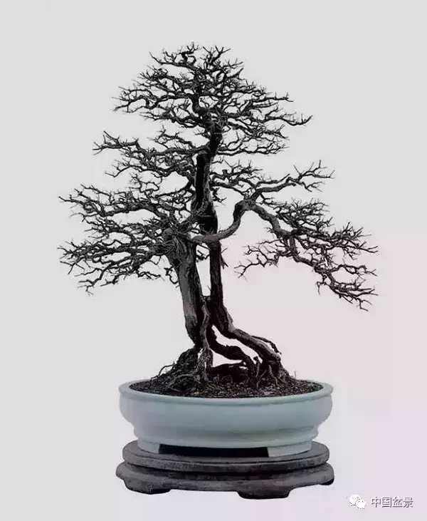 一本双杆式映山红盆景,一本双杆黄杨盆景制作全过程