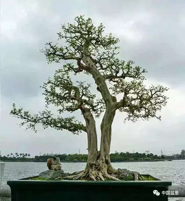 一本双杆式映山红盆景,一本双杆黄杨盆景制作全过程