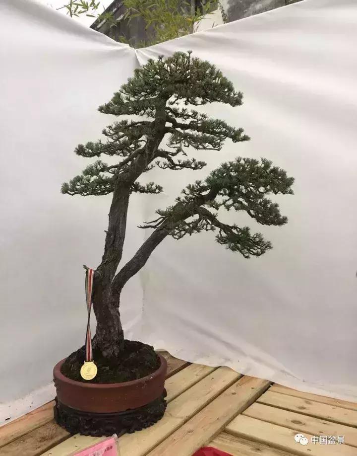 一本双杆式映山红盆景,一本双杆黄杨盆景制作全过程