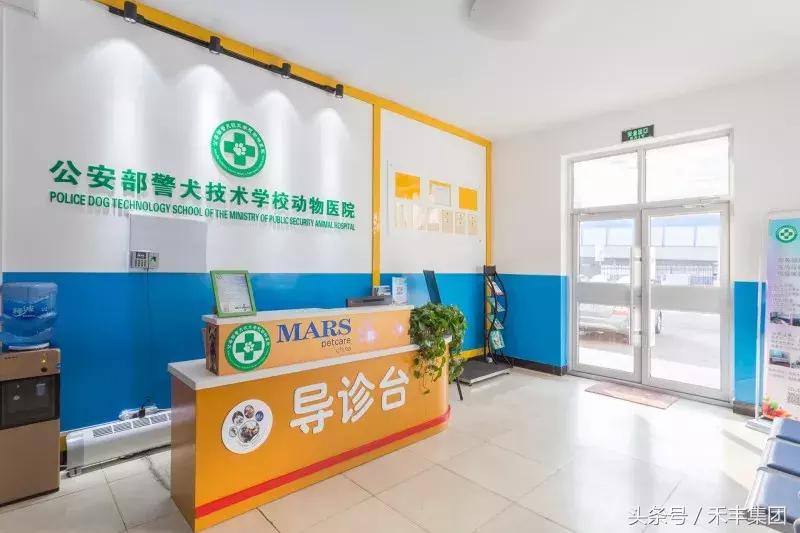 2008年汶川大地震功勋犬,汶川地震搜救犬沈虎的功勋