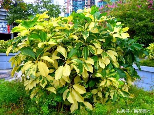 鹅掌柴和鸭脚木的区别,鹅掌柴养护