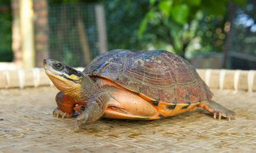 好养的迷你宠物推荐,推荐最好养的迷你宠物