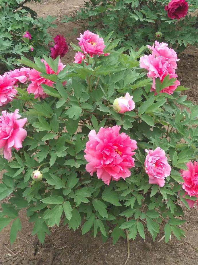 沈阳世博园2024年五一节有花展吗,沈阳世博园牡丹花展2020