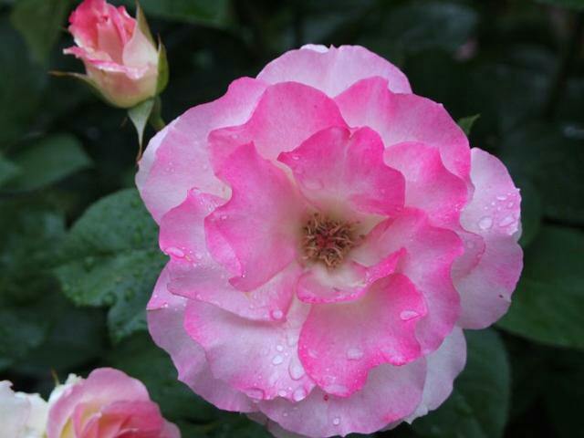 没人帮一切只能靠自己 (一切只能靠自己)