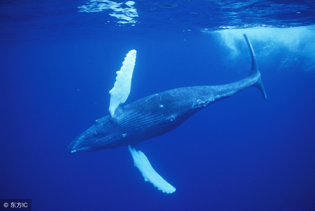 父母培养天才孩子的五大原则,培养优秀孩子的六大绝招
